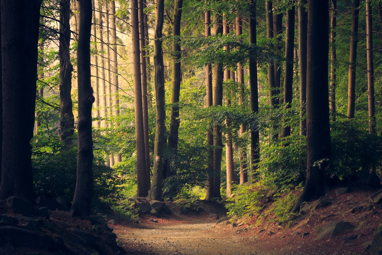 Tall pines on a mountain property
